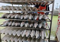 Лотки для рыбы